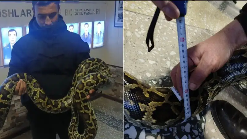 Йўлбарс питони