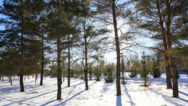 Зима снег ели қыс қар шыршалар