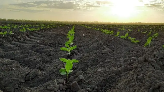 Сколько влаги запасла почва в зерносеющих регионах Казахстана