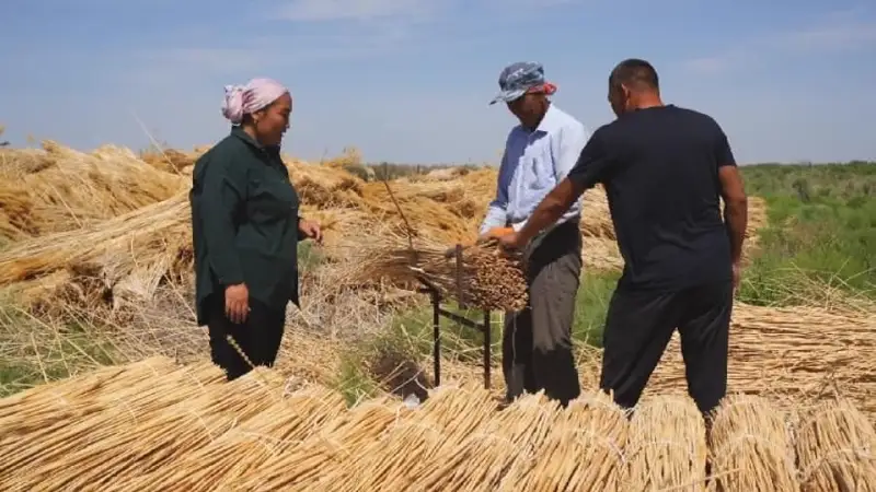 уборка камыша