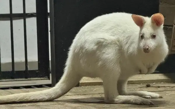 Редкие животные-альбиносы появились в зоопарке Караганды