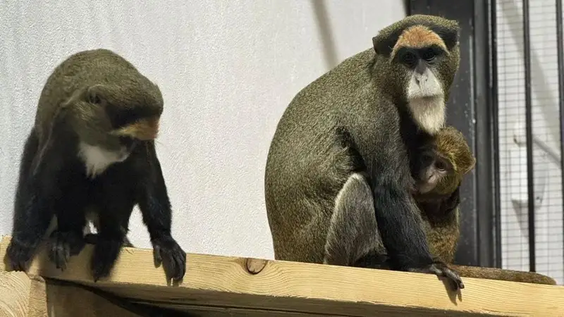 Редкие животные-альбиносы появились в зоопарке Караганды