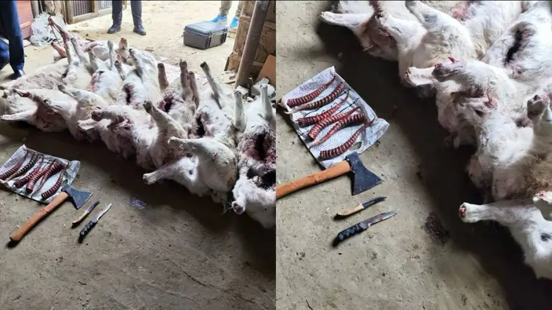 браконьеры сайга