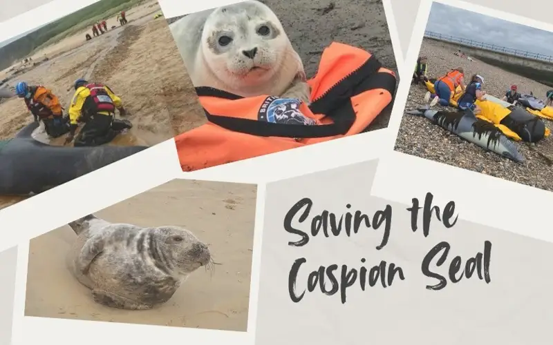 Caspian seal die-offs highlight conservation challenges