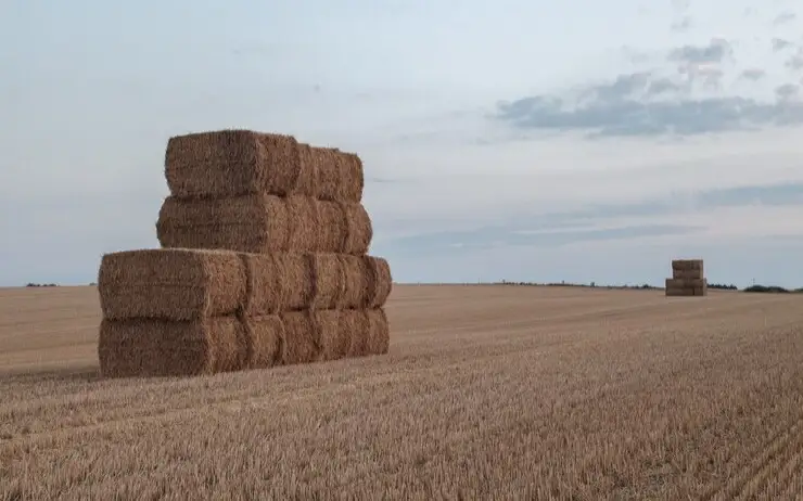заготовки на зимовку