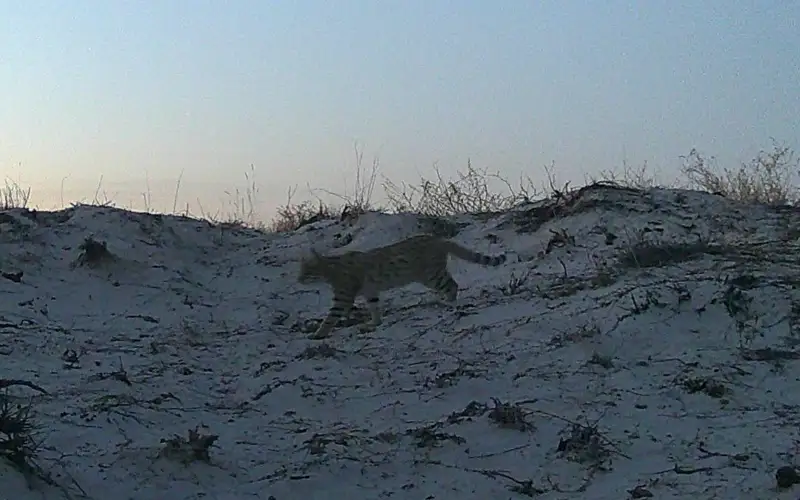 Азиатская степная кошка