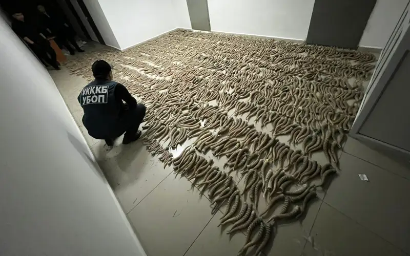 Қызылордалық полицейлер екі тұрғыннан 2038 киік мүйізін тәркіледі