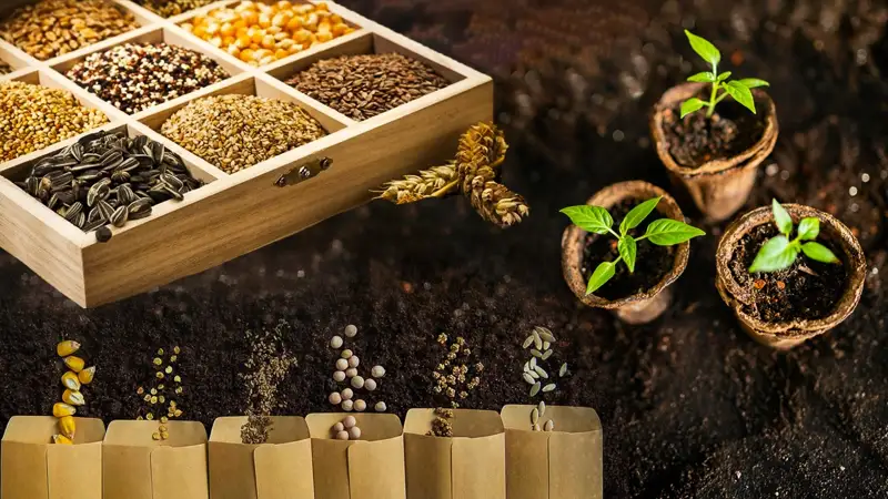 Семеноводство в Казахстане: почему мы зависим от импорта