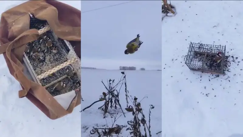 Ақмола облысында Қызыл кітапқа енген құстарды аулаған браконьер ұсталды