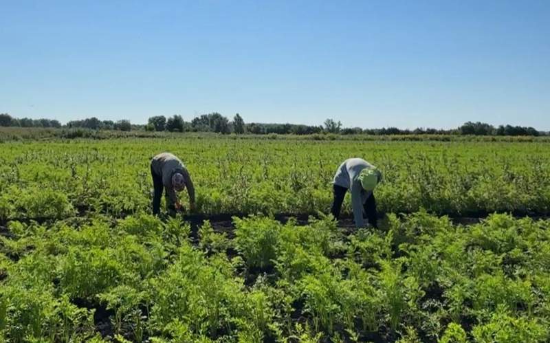 уборка урожая, сельское хозяйство