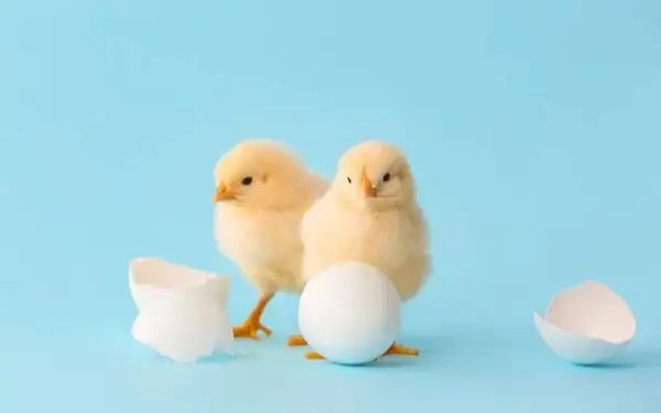 Kyrgyzstan imports nearly 7M hatching eggs since early 2024