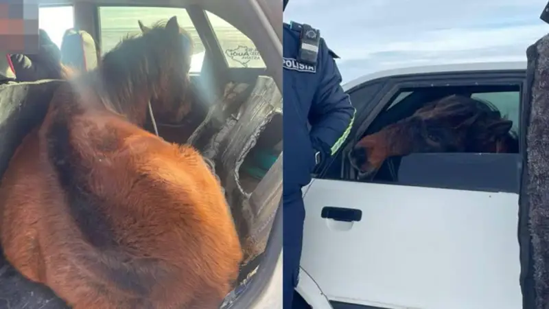 Audi көлігіне жылқыны тиеп алған азамат анықталды