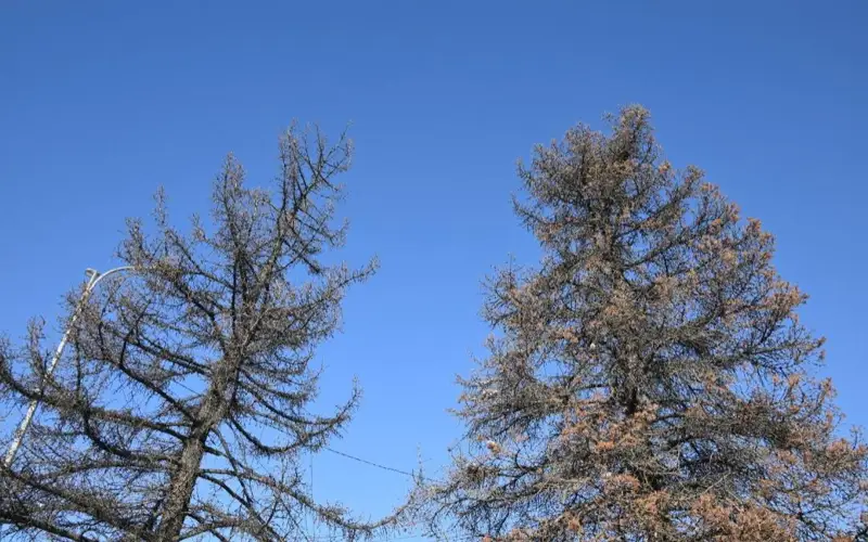 Аварийные деревья на площади Республики заменят в Алматы