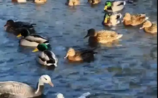 Almaty zoobaǵyna qys bastalǵaly 300 jabaıy úırek ushyp kelgen