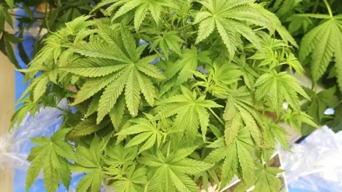 Japan criminalizes cannabis use as revised laws take effect