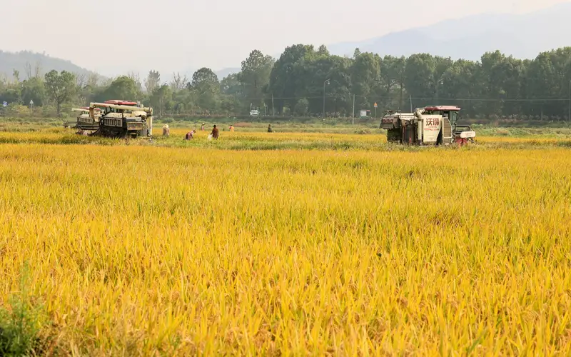 China’s 2024 grain output tops 700m tons, a record high