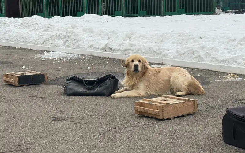 Каждая собака — с характером: как работает кинологический центр в Костанайской области