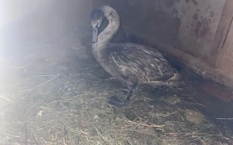 Лебедя-шипуна спасли в Атырау