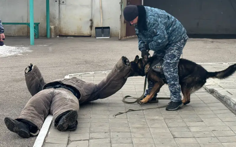 Қазақстан ауған кинологтарын оқытуға және қызметтік иттер беруге дайын