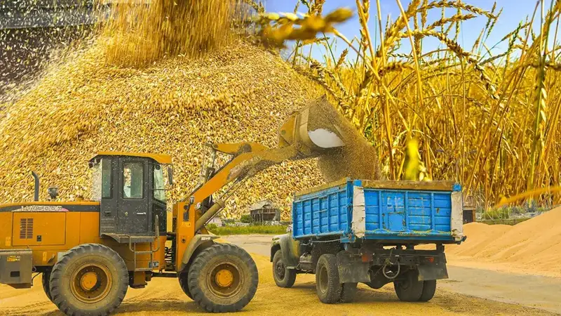 фермер субсидия