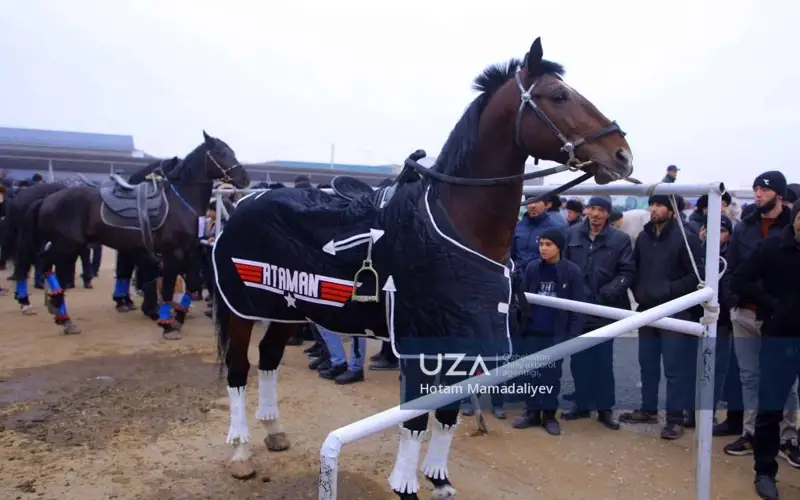 зотдор чорва ҳайвонлари ва паррандалар кўргазмаси 