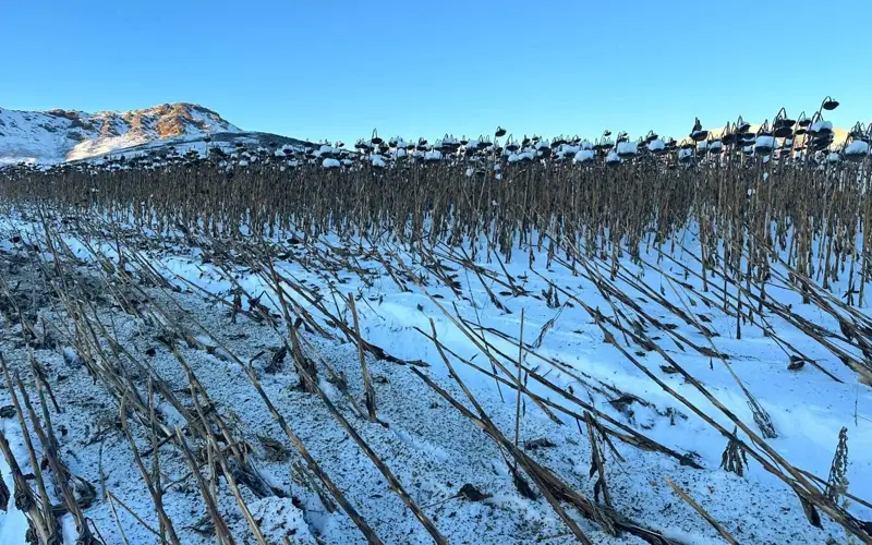 Подсолнечное поле под снегом в Алтае