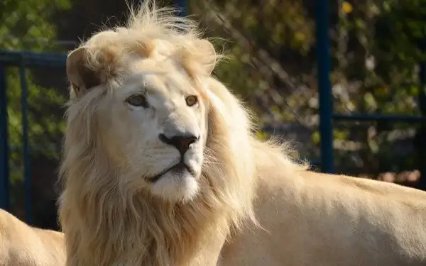Three lions kill guard at zoo in Uzbekistan