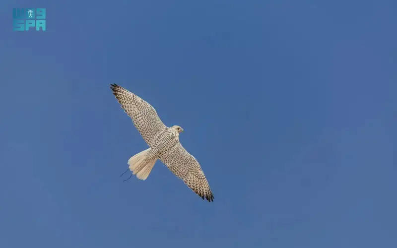 Saudi team completes Kingdom's first full-genome analysis of two falcon species