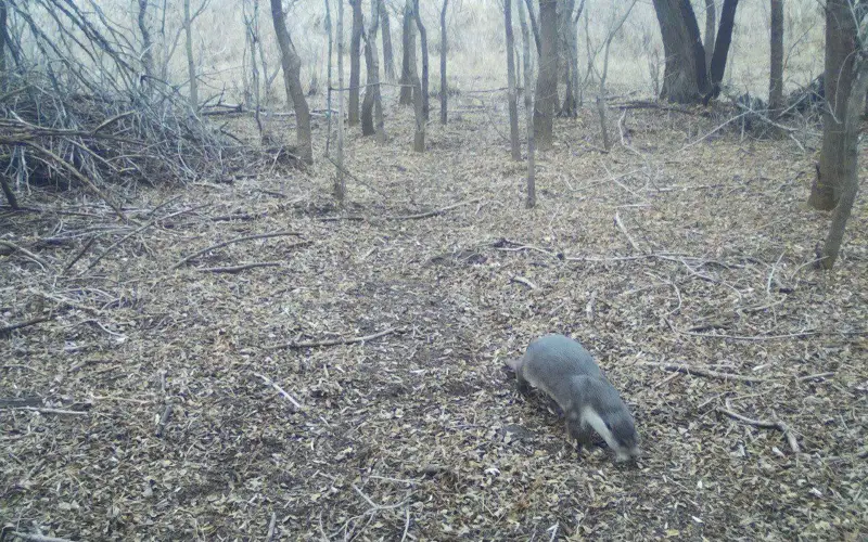 Среднеазиатского бобра впервые зафиксировали в Чарынском нацпарке