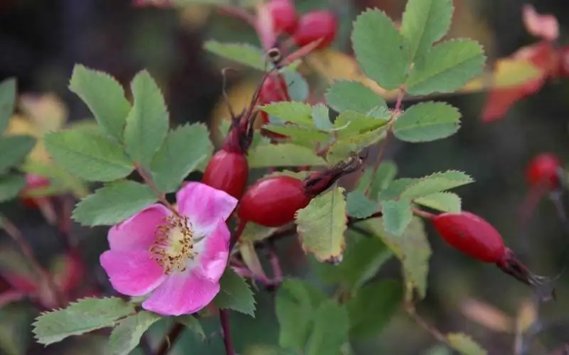 Tajikistan exports more than 1,000 tons of rose hips in 2024