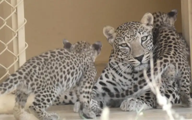 Royal Commission for AlUla’s Arabian Leopard Conservation Program welcomes birth of rare triplets