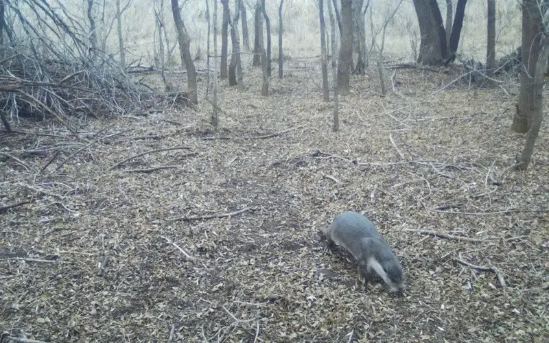 Central Asian beaver caught on trap cameras in Charyn State National Natural Park