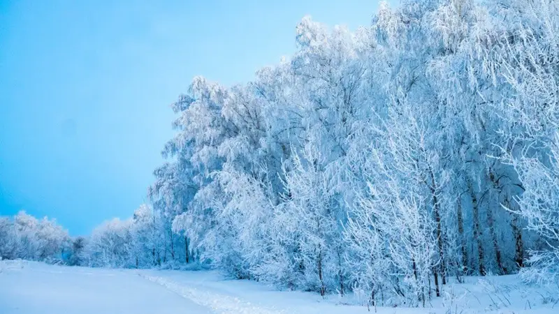 қыс, орман, ағаштар