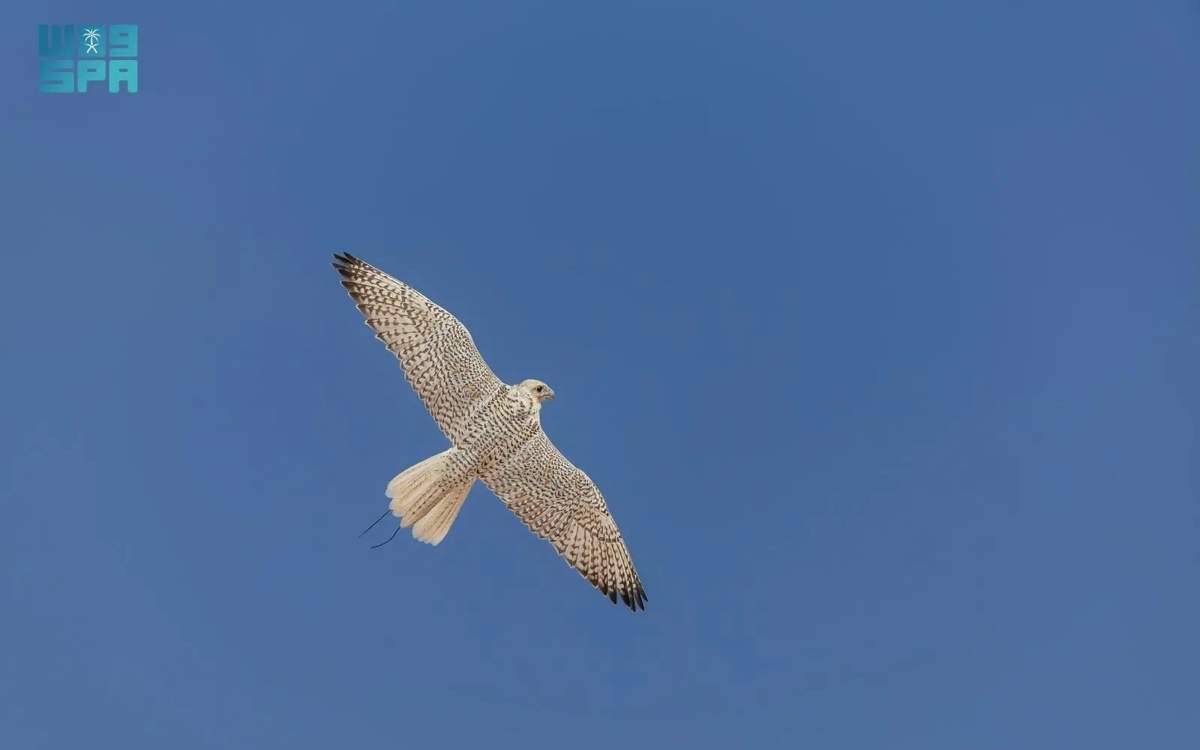 Saudi team completes Kingdom's first full-genome analysis of two falcon species