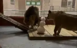 African lions touch snow