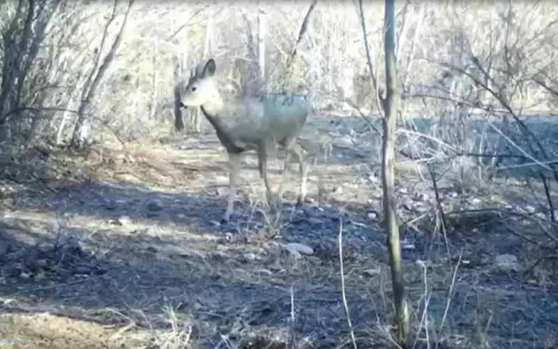 Кабан и косуля попали в фотоловушку в Чарынском нацпарке