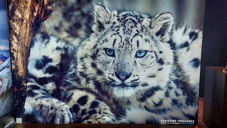 285 snow leopards inhabit territory of Kyrgyzstan 