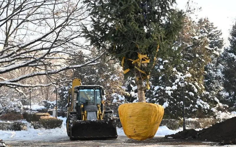 В Алматы аварийные деревья заменили хвойными высотой 6 метров