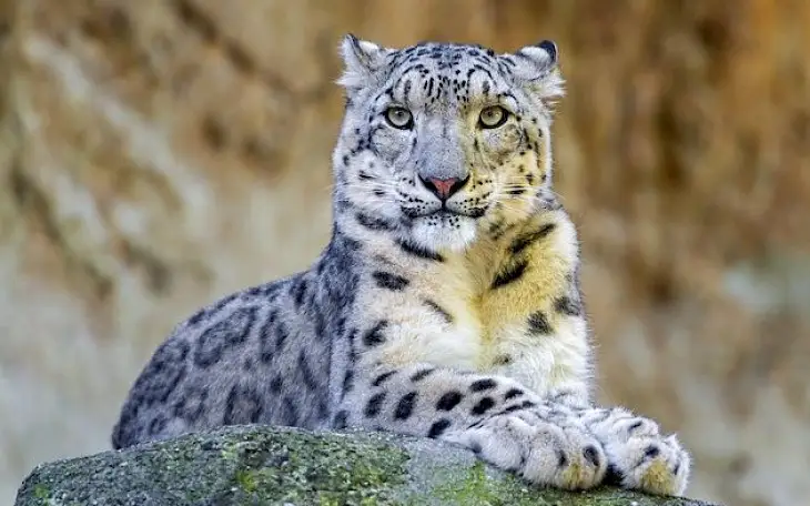 Snow leopard