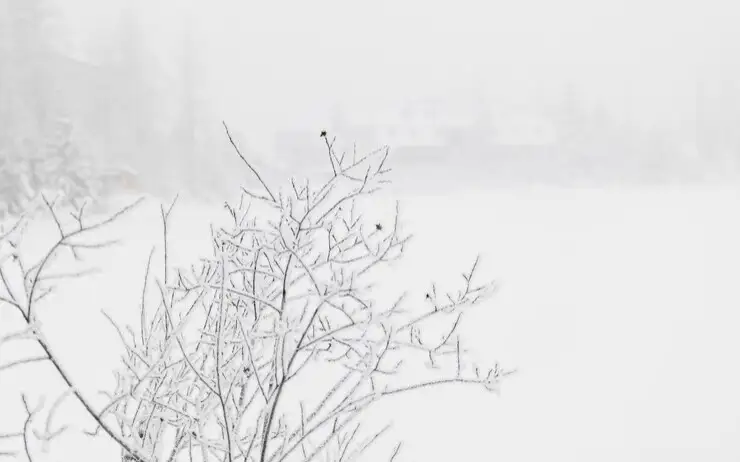 туман, снег, зима, метель