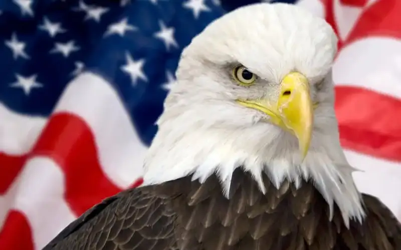 Джо Байден ақбас бүркітті ұлттық құс деп тану туралы заңға қол қойды