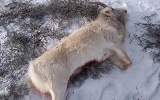 браконьерлік