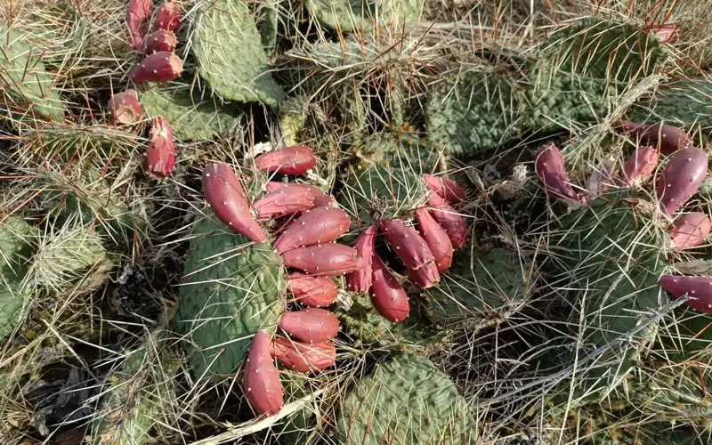 How cactus threatens the ecosystem of western Kazakhstan