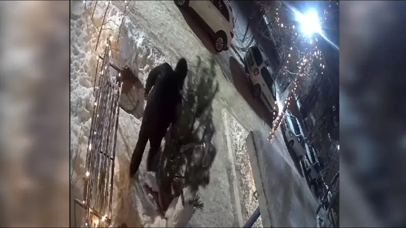 Уральский «Гринч» украл новогоднюю елку во дворе жилого дома