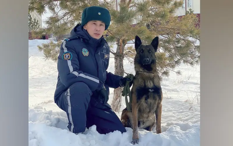 Как работают служебные собаки Нацгвардии РК — итоги 2024 года