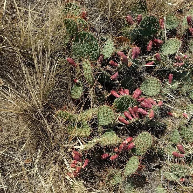 How cactus threatens the ecosystem of western Kazakhstan