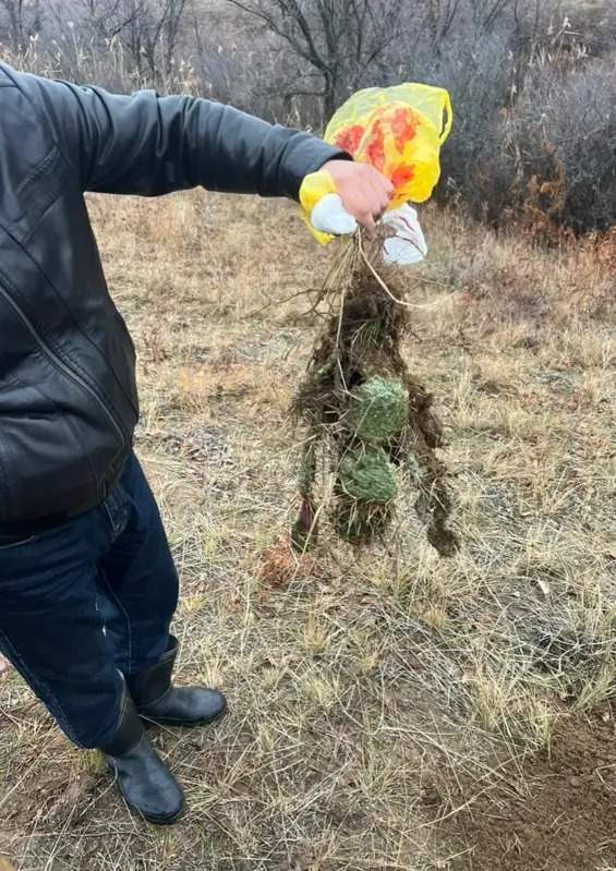 How cactus threatens the ecosystem of western Kazakhstan