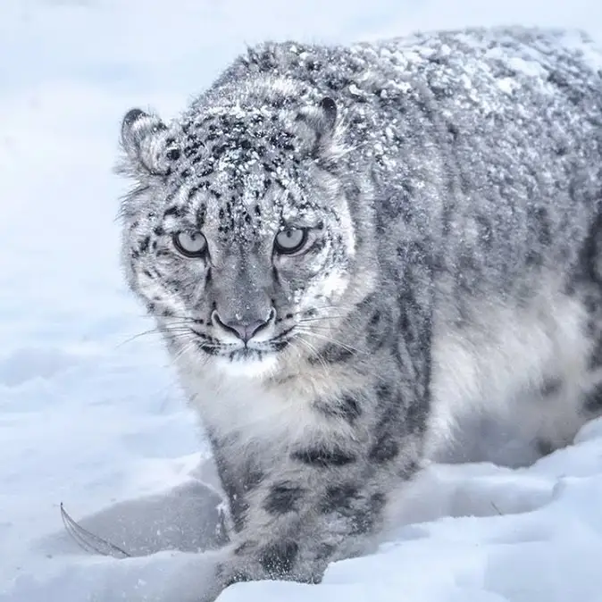 Снежный барс