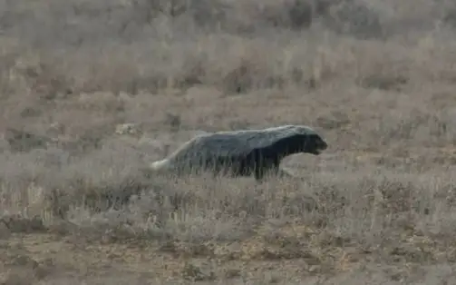 хищник медоед