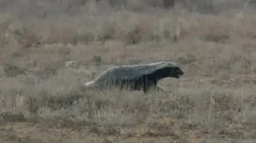 Honey badger photographed in Ustyurt State Nature Reserve